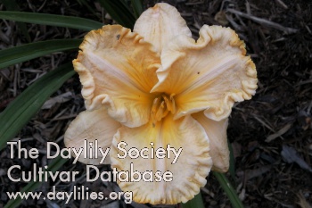 Daylily Light of Heaven